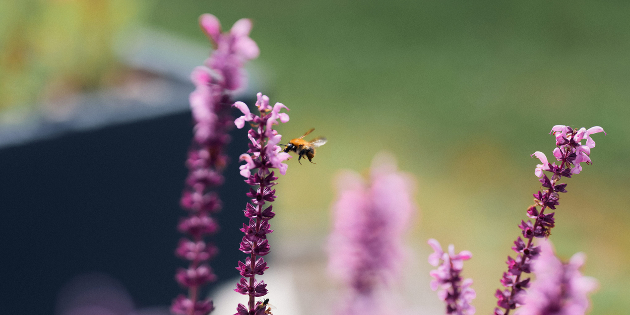 Eine Biene fliegt eine Büte an